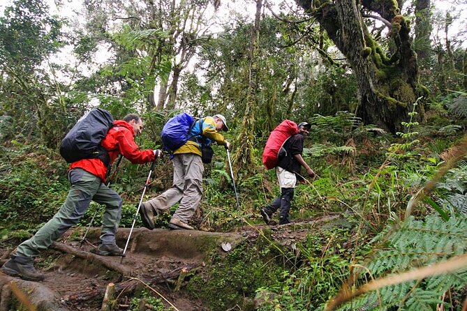 Private Full Day Hiking Experience to Marangu Route - Who this hike suits best (and who should rethink)