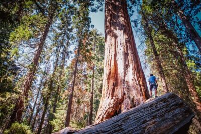 Private Guided Hiking Tour - Sequoia National Park - General Sherman Tree: Start With a Giant and Get Your Bearings