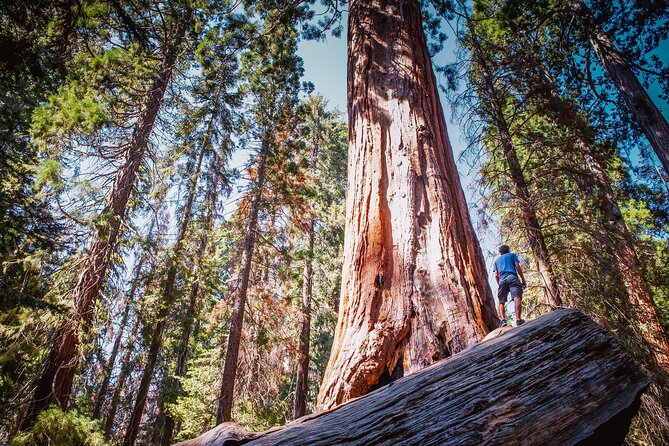 Private Guided Hiking Tour - Sequoia National Park - General Sherman Tree: Start With a Giant and Get Your Bearings