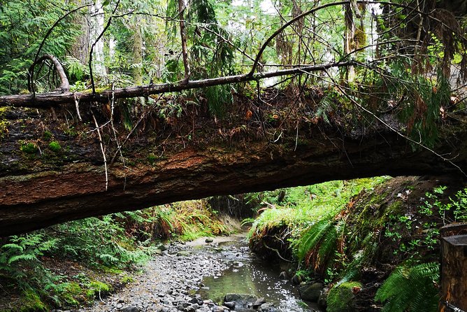 Private Guided Rainforest Hike in Victoria - Key Highlights You’ll Feel Right Away