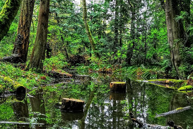 Private Guided Rainforest Hike in Victoria - Why Victoria Rainforest Trails Beat a DIY Walk