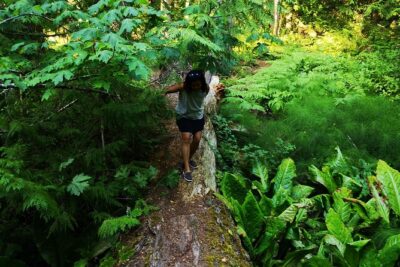 Private Guided Rainforest Hike in Victoria - Hotel Pickup and Port Drop-Off: Easy Start, One Important Catch