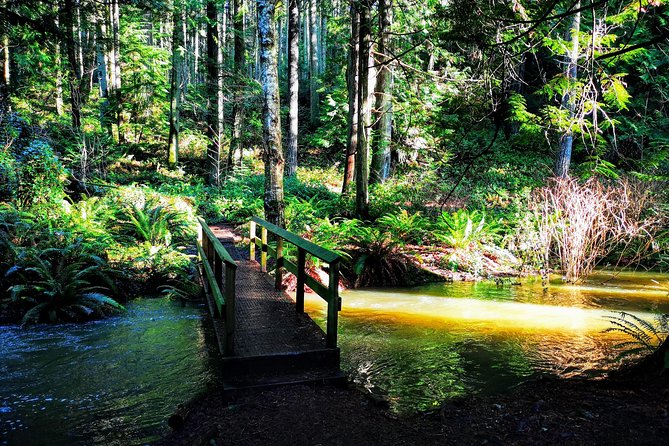 Private Guided Rainforest Hike in Victoria - When the Coast Sneaks In: Seals, Tod Inlet, and Photo Moments