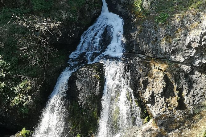 Private Guided Rainforest Hike in Victoria - The Drive Between Stops: Local Trees, Local Stories, Local Tips