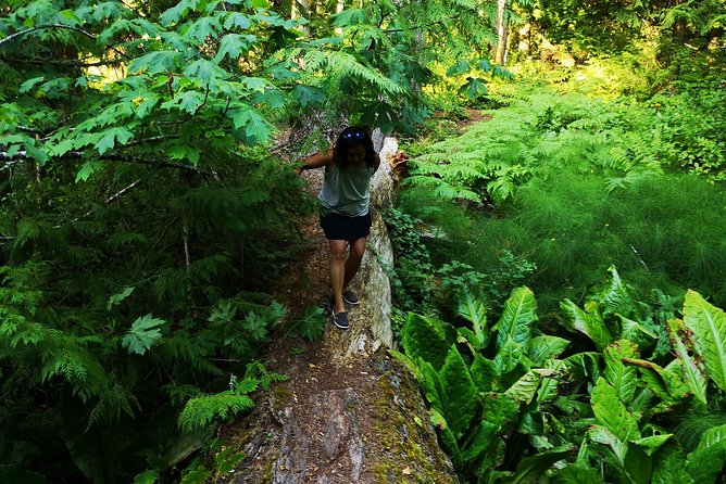 Private Guided Rainforest Hike in Victoria - Hotel Pickup and Port Drop-Off: Easy Start, One Important Catch