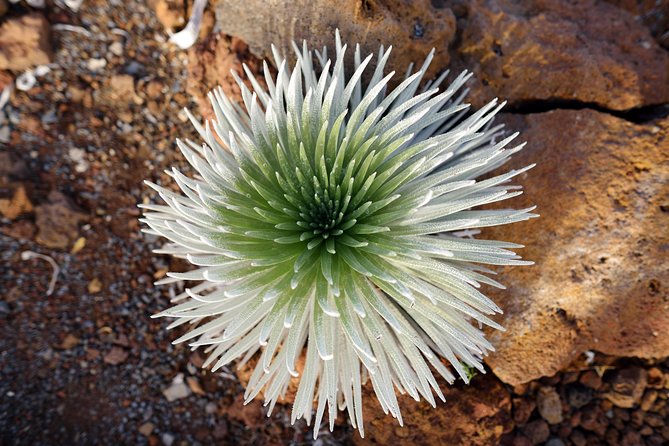 Private Haleakala Summit & Stroll from Kahului - Stop 2: Hosmer’s Grove cloud-forest stroll and bird-focus
