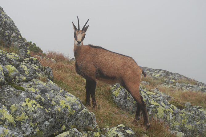 Private Hiking Tour Visit to Slovakia with Licensed Guide - What You’ll See on the Trail: Wildlife, Forests, and Big Views