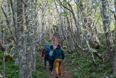 Private Patagonian Forest Hike in Punta Arenas: 4 Hour - Wildlife Spotting Tips: Binoculars Change the Whole Walk