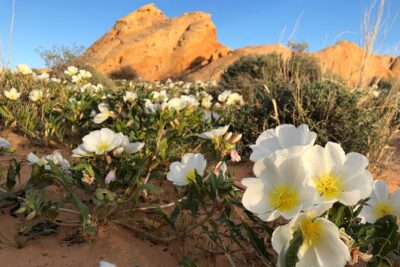 Private Valley of Fire Hiking and Sightseeing Adventure - Meet Your Guide: Adam and the Tailored Hike Factor