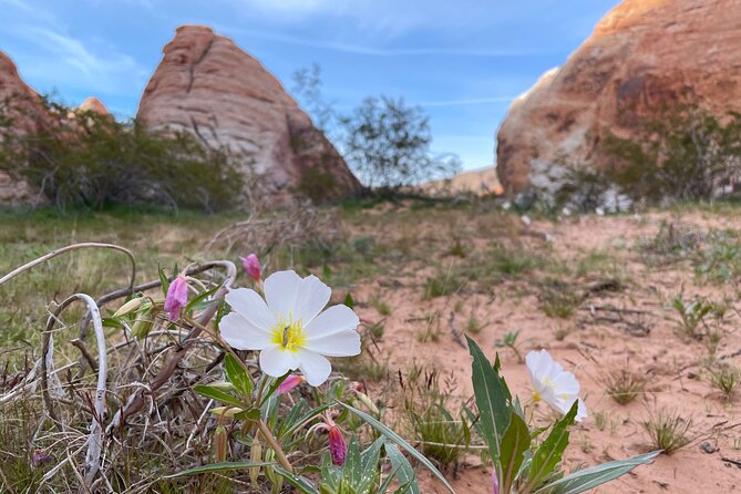 Private Valley of Fire Hiking and Sightseeing Adventure - Stop 1: Valley of Fire State Park (About 4 Hours of Hiking and Sightseeing)