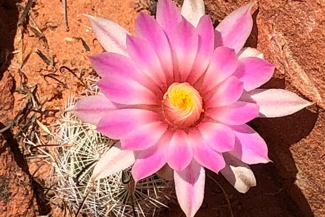 Private Valley of Fire Hiking and Sightseeing Adventure - What’s Included (and Why It Adds Up to Real Value)