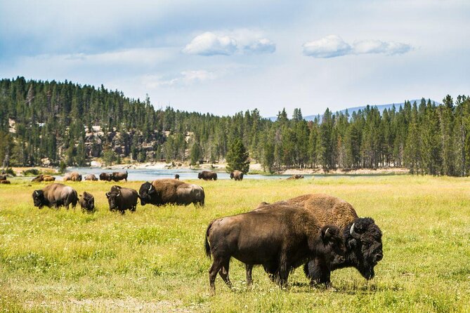 Private Yellowstone Tour: ICONIC Sites, Wildlife, Family Friendly Hikes + lunch - Key things that make this Yellowstone tour work