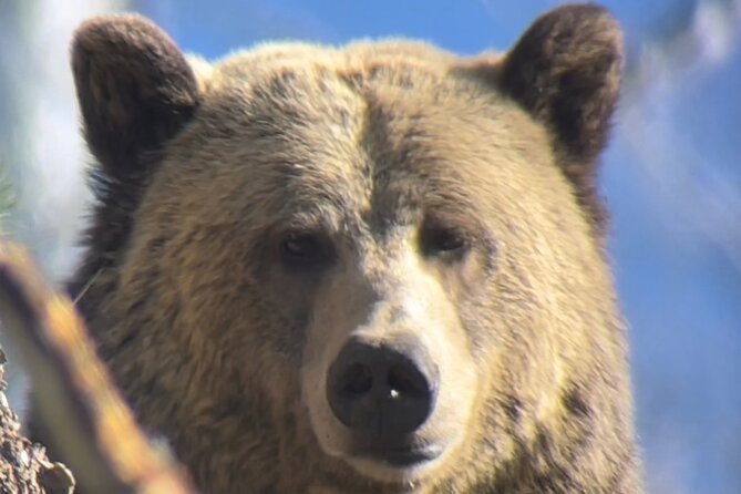 Private Yellowstone Tour: ICONIC Sites, Wildlife, Family Friendly Hikes + lunch - Price and value: what $1,999 per group really buys