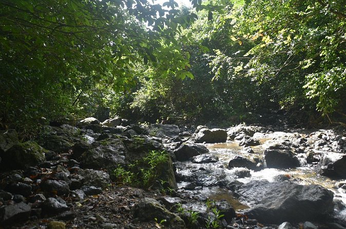 Puerto Rico Waterfall Hiking Tour: Discover Hidden Gems 2.0 - Swimming and Jump Spots: Bring Towels, Then Trust the Guide