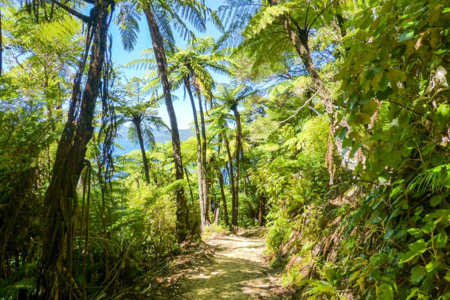 Queen Charlotte Track: Cruise & Self-Guided Hike from Picton - Who This Hike Fits Best