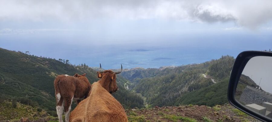 Rabaçal: 25 Fontes & Risco Levada Hiking Transfer - Weather on Madeira: Plan for Mist, Slippery Steps, and Fast Changes