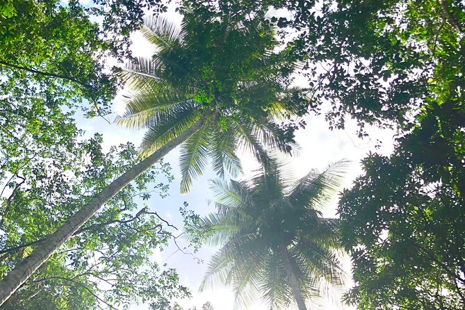 Rainforest Hike and Waterfall Safari - What the Hike Feels Like: Not Long, But Real Terrain
