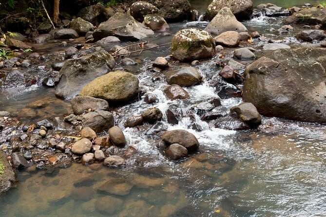Rainforest Hike and Waterfall Safari - Drinks, Local Tastes, and the Small Stops Along the Way