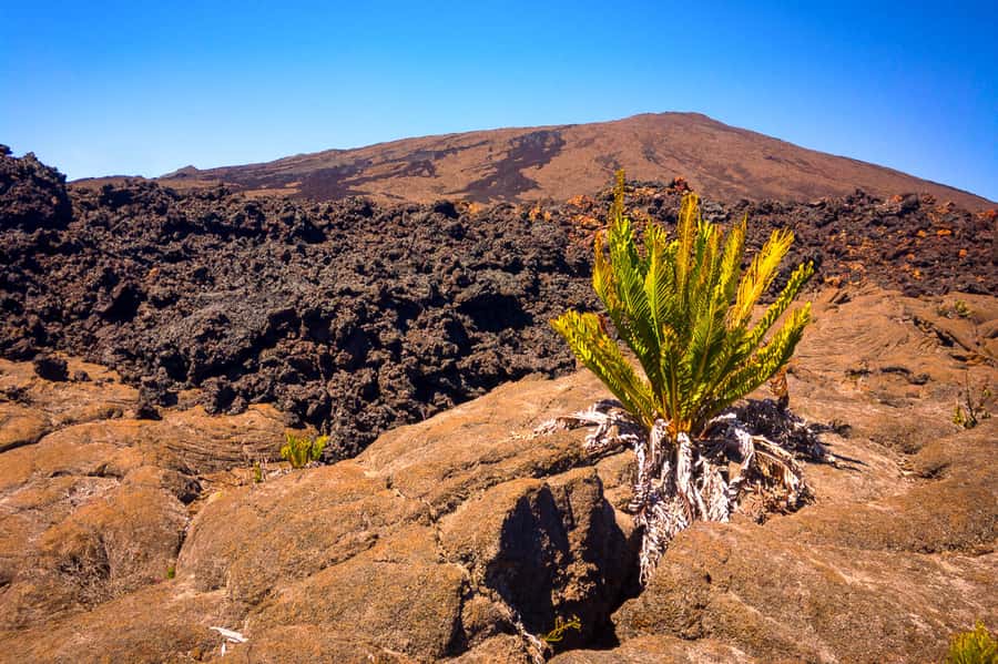 Réunion: Piton de la Fournaise Guided Volcano Hike - Price and value for a 6-hour active-volcano hike