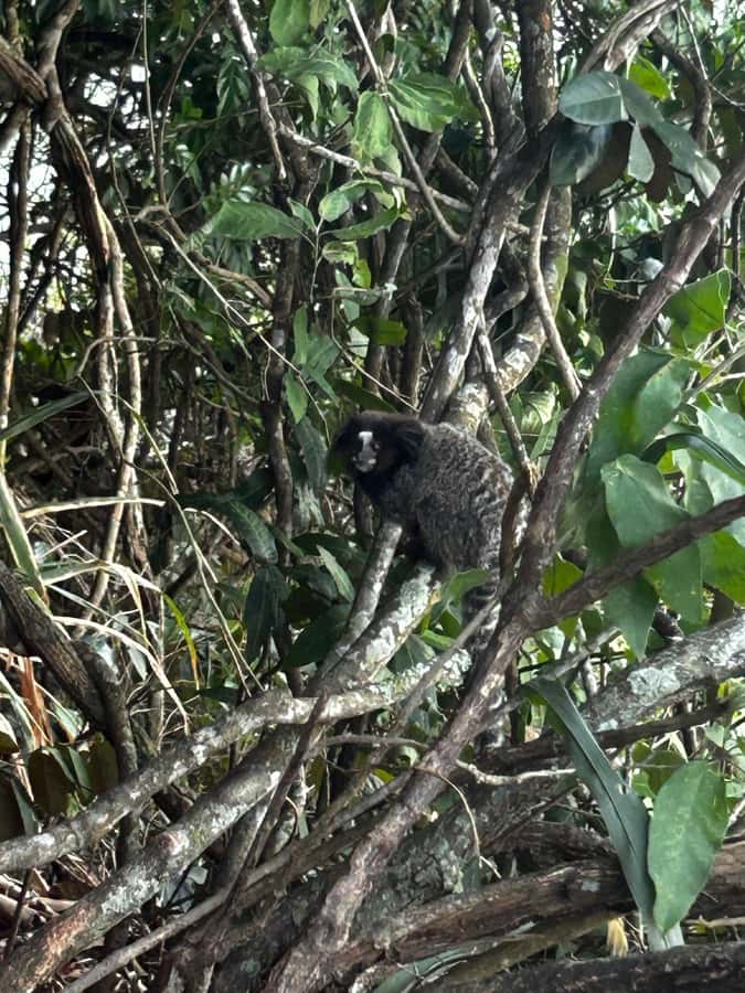 Rio De Janeiro: SUGARLOAF MOUNTAIN HIKE & CLIMB - The nature reserve trail: tropical plants, rocks, and surprise wildlife