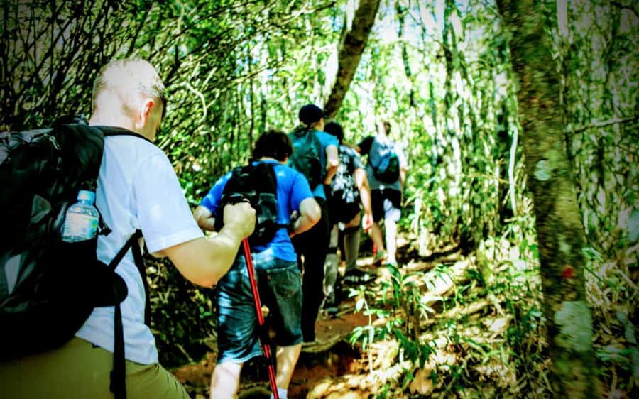 Rio de Janeiro: Tijuca Forest Challenge Hike Full-Day Trip - Coffee Farm Ruins and the Track That Tends to Stay Quiet