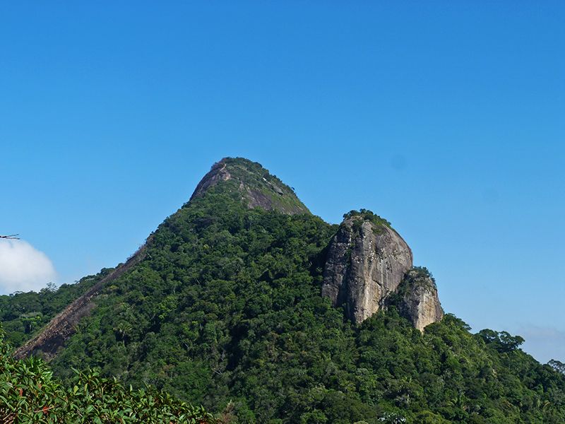 Rio de Janeiro: Tijuca Peak Guided Hike - The Park Museum Stop: Learn Why the Forest Exists