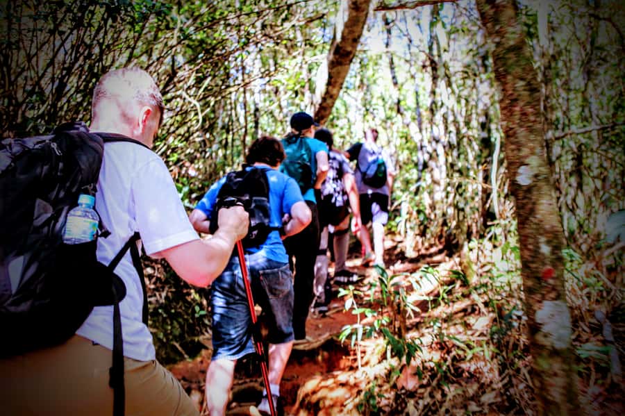 Rio: Tijuca Forest Small Group Hike to Caves and Waterfalls - Eucalyptus forest and an old slave cemetery: the hard part you shouldn’t skip