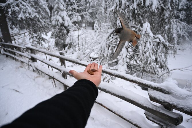Rovaniemi: Korouoma Frozen Waterfalls Hike with Hot BBQ Lunch - Winter Gear Included: Comfort and Safety You Don’t Have to Guess