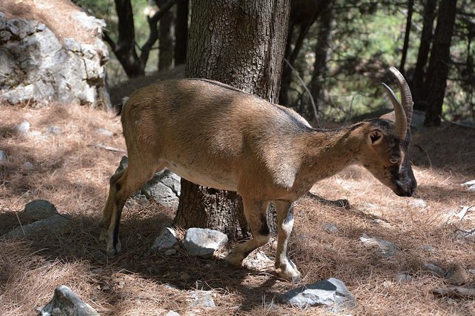 Samaria Gorge Hike - Who should do this Samaria Gorge hike (and who should think twice)
