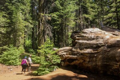 San Francisco: Day Trip to Yosemite with Giant Sequoias Hike - Getting there: Bay Bridge drive, Central Valley breaks, and biofuel comfort
