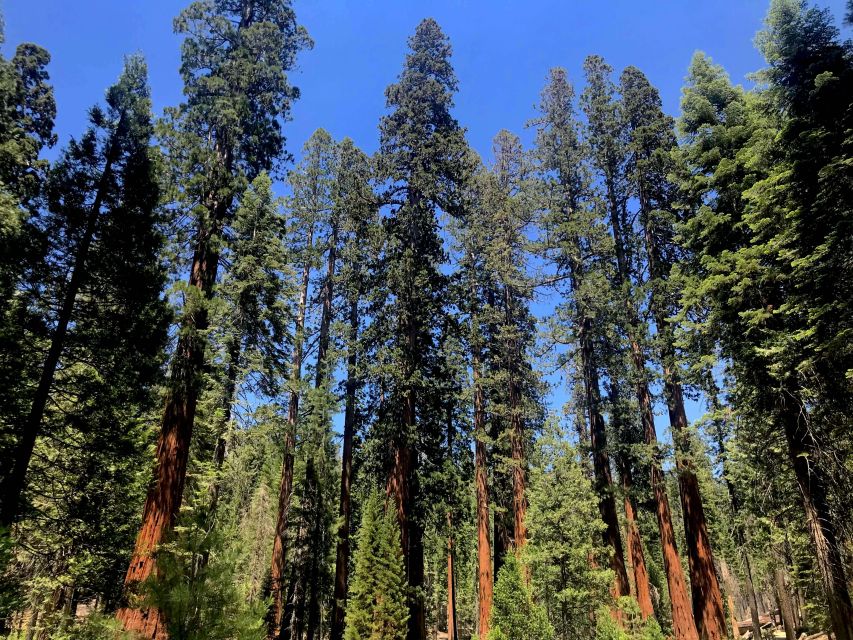 San Francisco: Day Trip to Yosemite with Giant Sequoias Hike - Yosemite Valley’s big hits: El Capitan, Half Dome, Bridalveil Falls, and Tunnel View