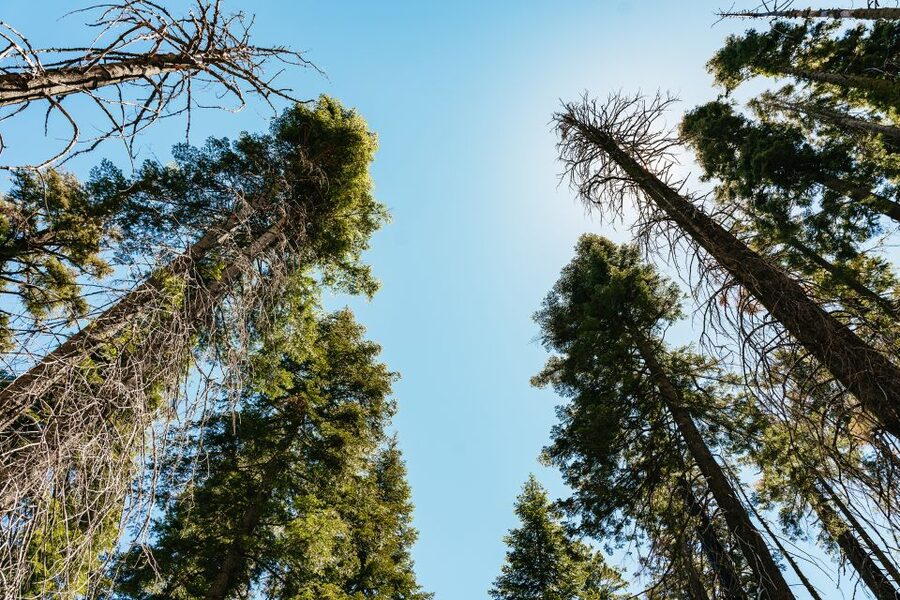 San Francisco: Yosemite National Park & Giant Sequoias Hike - Giant Sequoias: What the 1.6-mile walk really means for your day