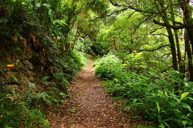 Sanguinho Hike from Ponta Delgada - Stop 1 at Picos de Aventura: a quick start that sets expectations