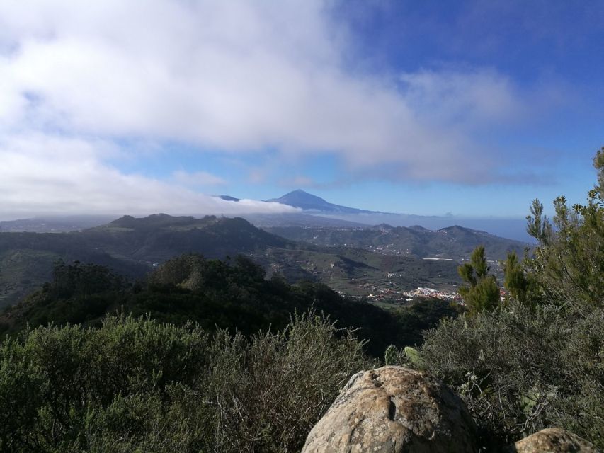 Santa Cruz de Tenerife: 2-Hour Hiking Tour in Anaga Forest - Entering Anaga Forest: Why This Part of Tenerife Feels Different