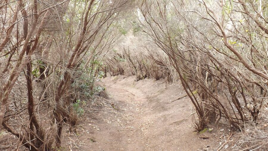 Santa Cruz de Tenerife: 2-Hour Hiking Tour in Anaga Forest - Guide Matters Here: Angel’s Storytelling, Humor, and Safety
