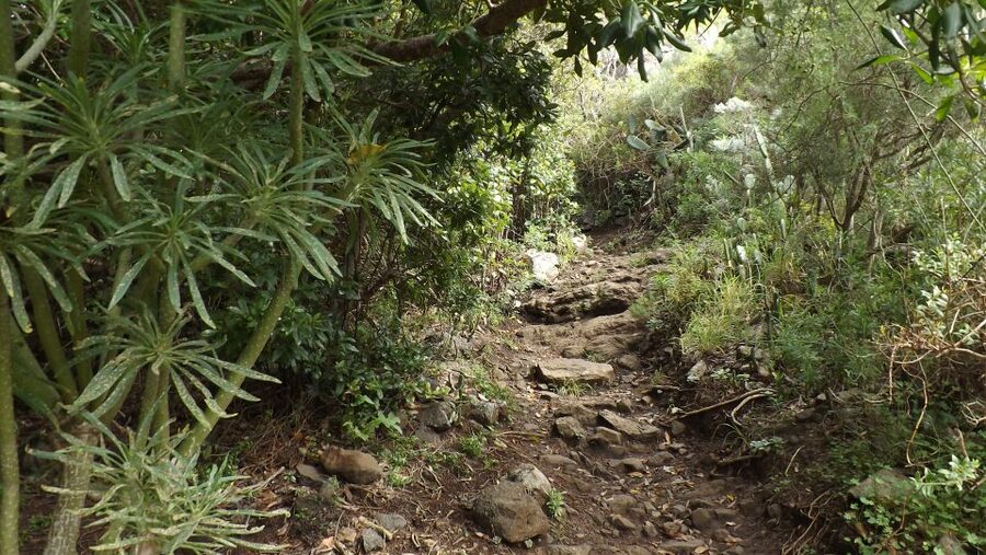 Santa Cruz de Tenerife: 2-Hour Hiking Tour in Anaga Forest - Gear Checklist for Tenerife’s Laurel Forest Weather