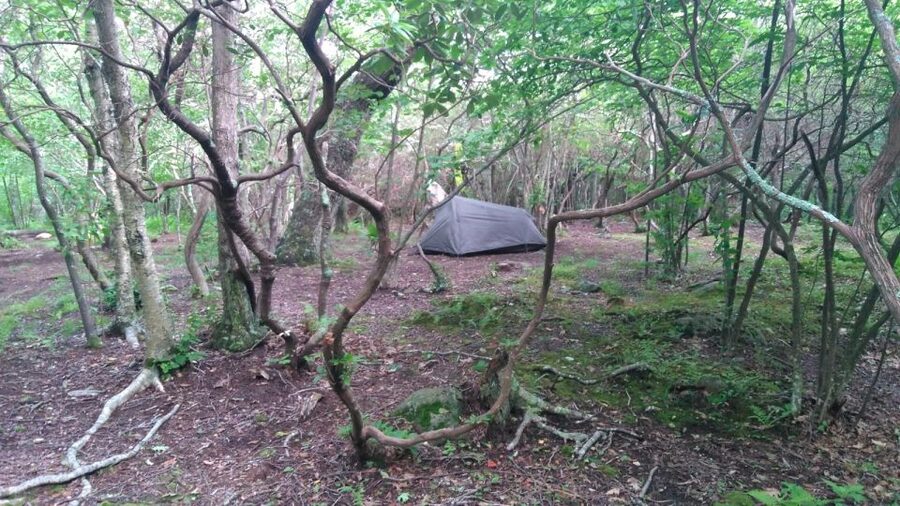 Santa Cruz de Tenerife: 2-Hour Hiking Tour in Anaga Forest - Should You Book This Anaga Forest Hike?