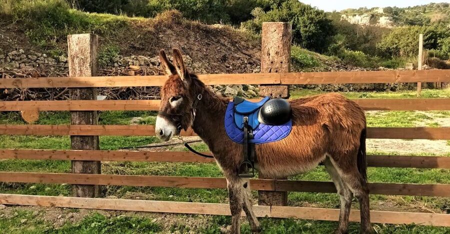 Sassari: hiking with donkeys in Cargeghe and aperitif - Key Points Worth Knowing Before You Go