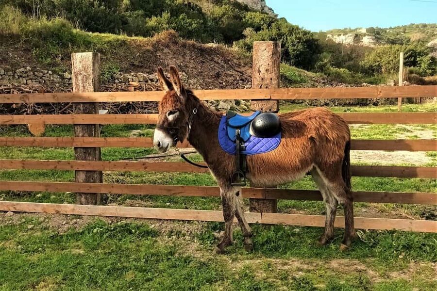 Sassari: hiking with donkeys in Cargeghe and aperitif - Siscia Waterfalls and Natural Pools: The Best Optional Side Quest