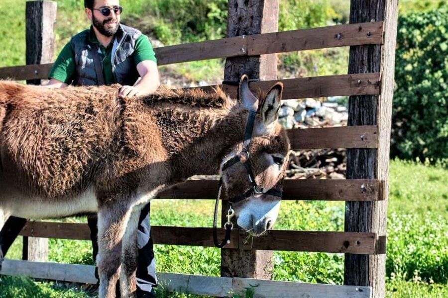 Sassari: hiking with donkeys in Cargeghe and aperitif - Donkeys on the Trail: A Family-Friendly Twist That’s Actually Practical