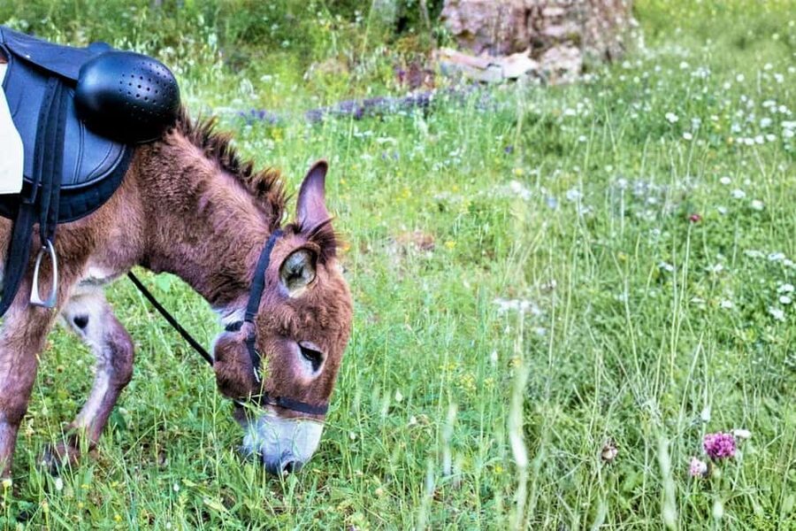 Sassari: hiking with donkeys in Cargeghe and aperitif - The Aperitif: What You’ll Eat, What It Feels Like, and Why It’s Worth It