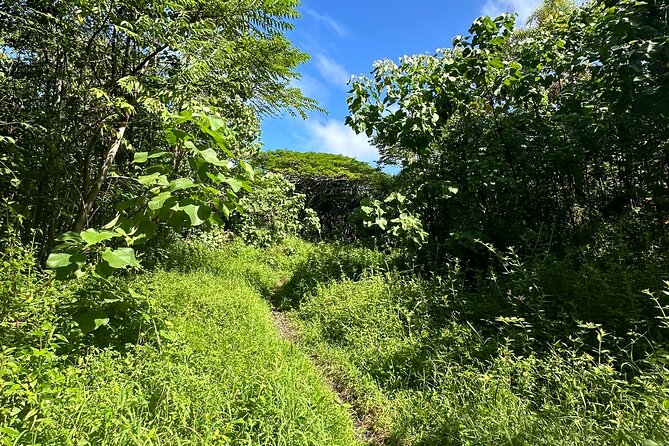 Secret Tide Pool Hike - Jungle & Coast - Private - The Jungle-to-Boulder Route: What You’ll Actually Walk Over