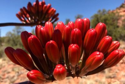 Sedona Sneak-a-Peak Hike With a Private Guide - Stop 1: Doe Mountain Trail to Summit Views