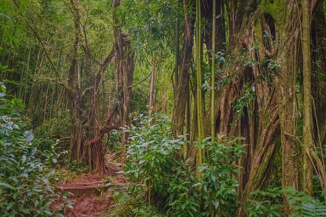 Self guided Hike Trail to Nature Walk & Waterfall - The waterfall itself: famous filming spots and the reality of water flow
