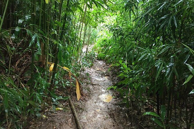 Self guided Hike Trail to Nature Walk & Waterfall - Pu’u Ualaka’a State Park: the payoff viewpoint above Honolulu