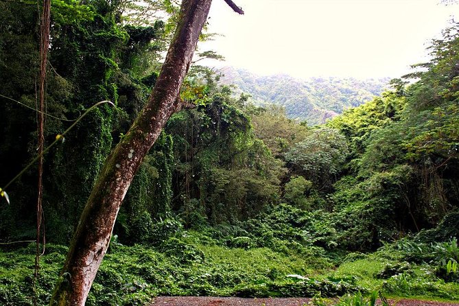 Self guided Hike Trail to Nature Walk & Waterfall - What the best guides actually do (and why you’ll feel it on the trail)
