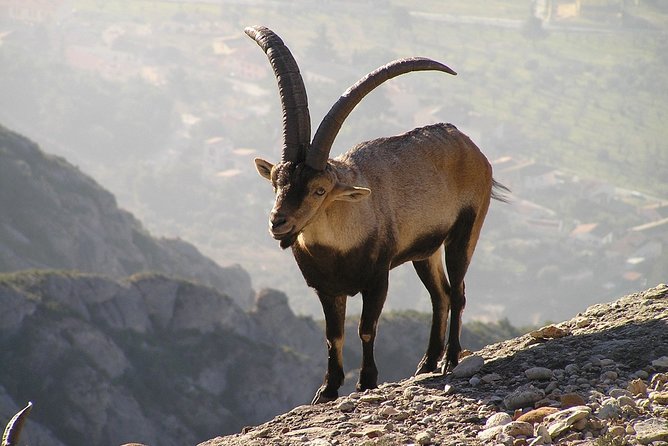 Semi-Private Montserrat Monastery, Funicular & Scenic Nature Walk - Sant Joan Funicular: A Short Ride With a Big View Payoff