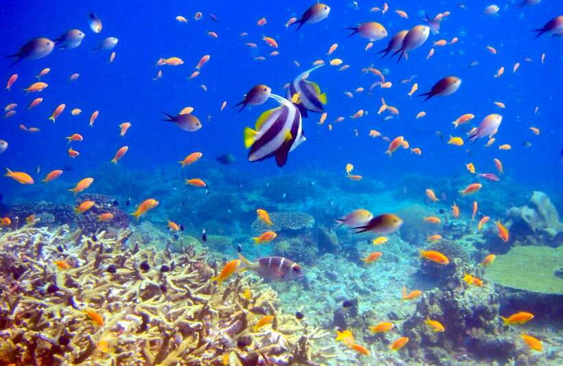Semporna: Bohey 3 Islands Hike, Snorkel/Dive Tour with Lunch - DSD scuba (optional): fun for first-timers, time-limited by design