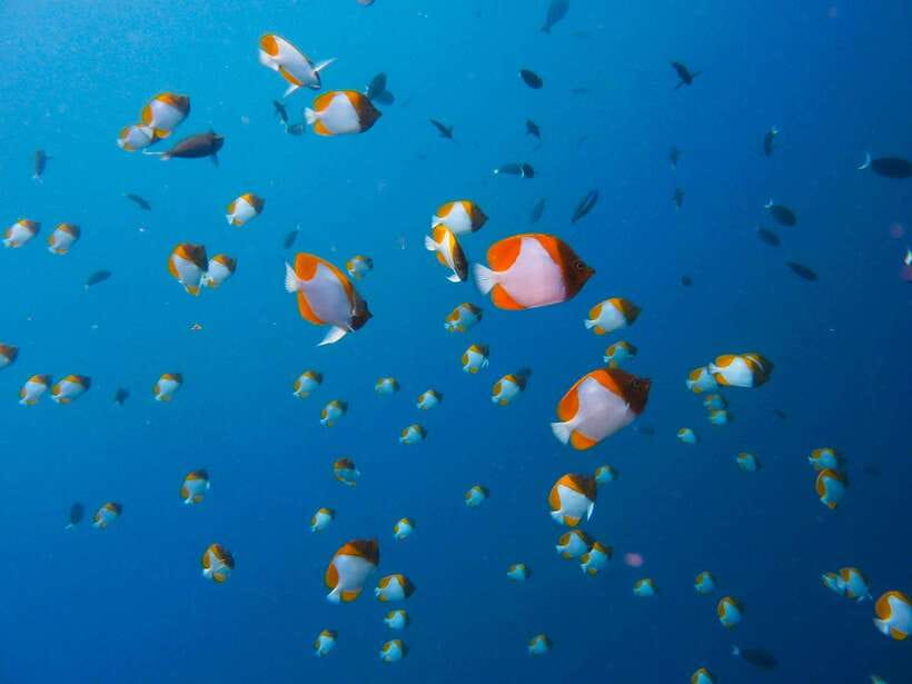 Semporna: Bohey 3 Islands Hike, Snorkel/Dive Tour with Lunch - Getting your money’s worth: price, included gear, and the fees you should budget