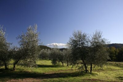 Siena: Half-day Guided Hike to Monteriggioni - Getting Onto the Via Francigena: Why the Route Feels Different
